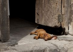Cubana Production Service Cuba Mood Photography sleep dog